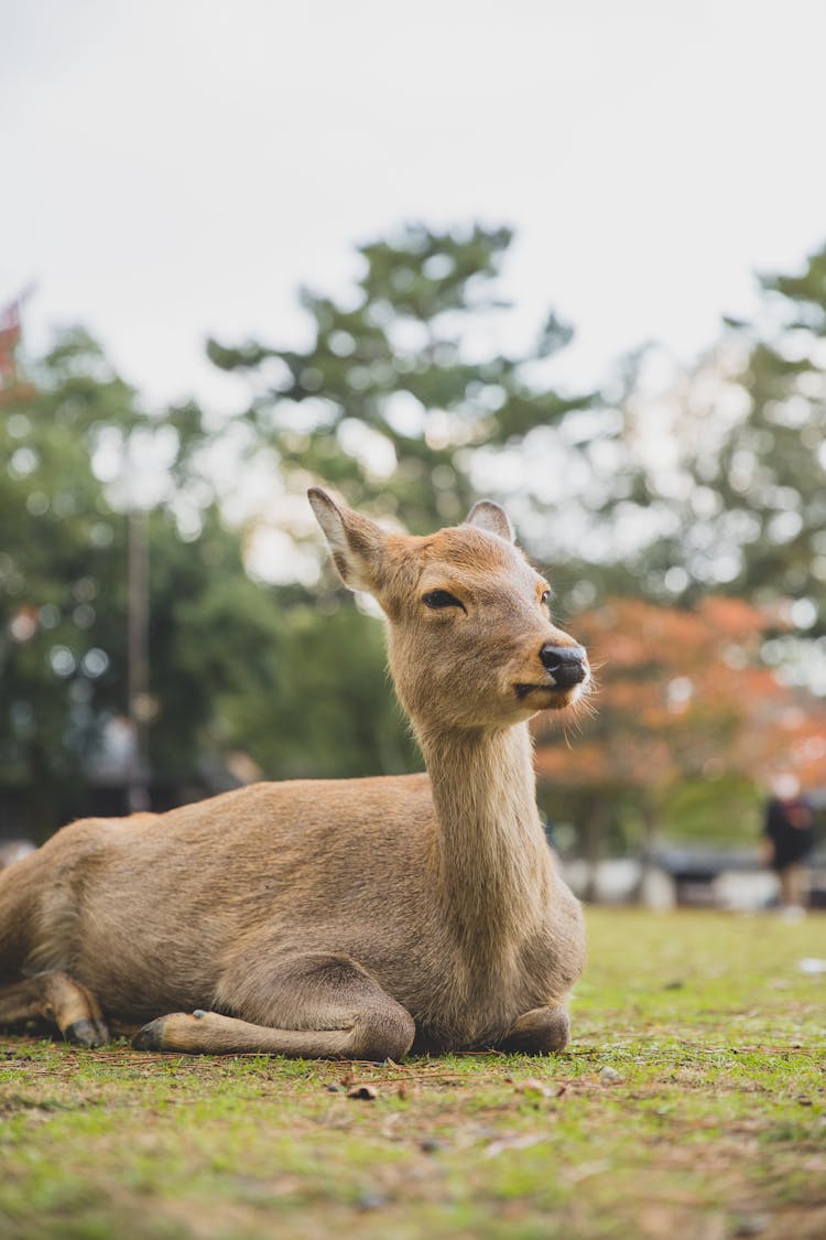 Adorable Deer With Funny Nose On Ground With Green Grass