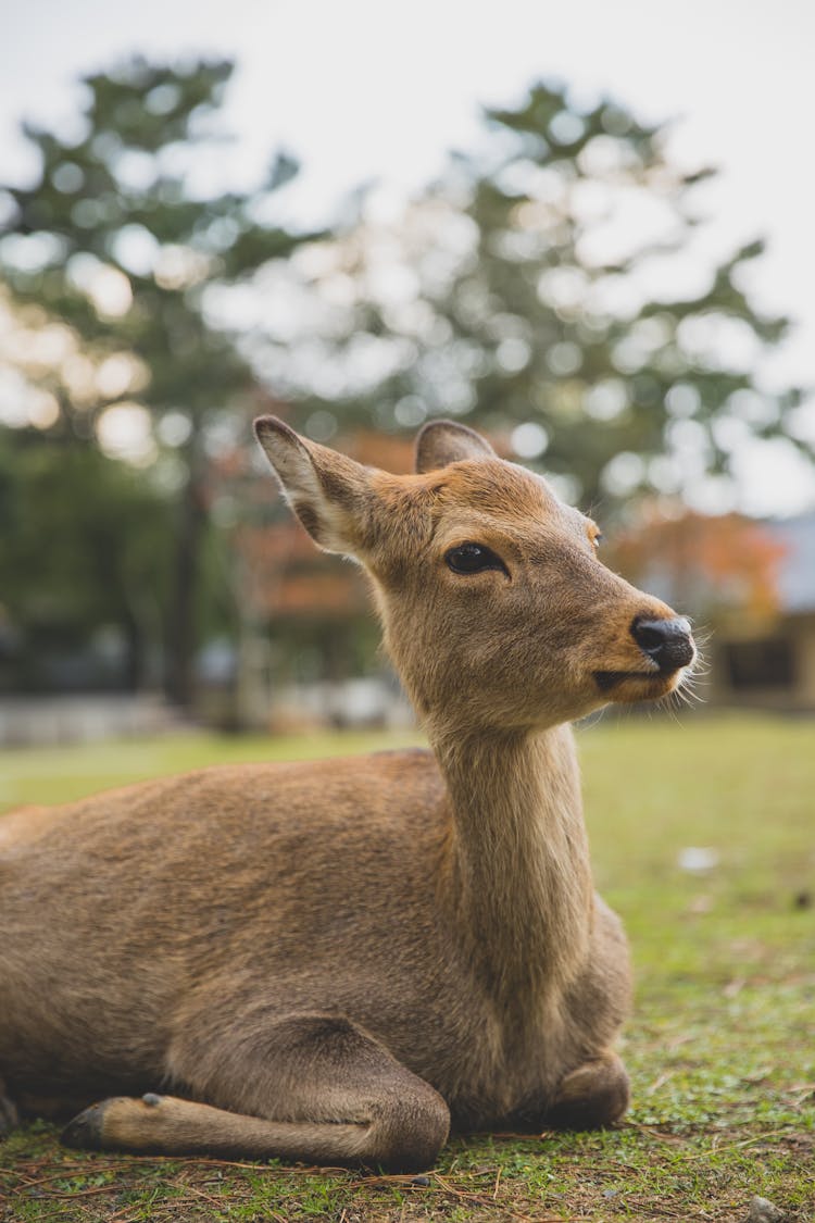 Cute Roe Deer Resting On Grass Meadow In Zoo