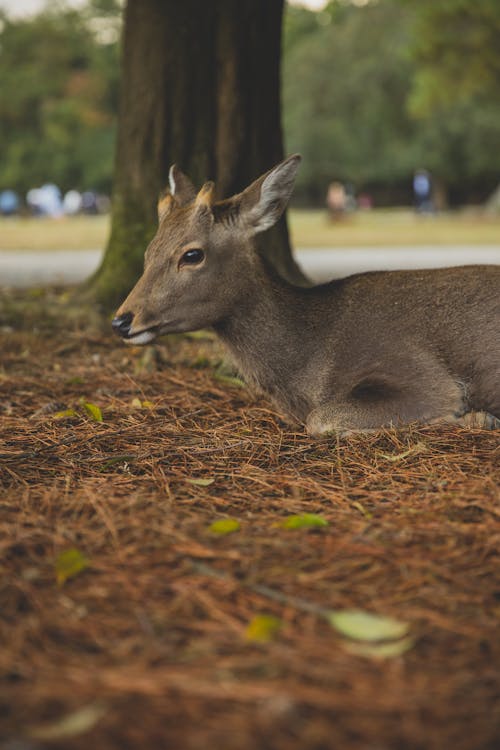 Rusa Coklat Di Lapangan Rumput Coklat