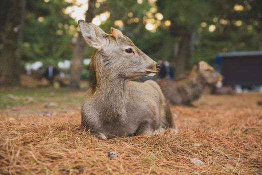 Full length cute curios roe deer resting on dry grass in lush natural park on clear day