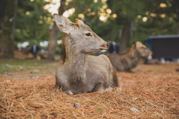 Adorable Little Roe Deer Lying On Dry Grass In Sanctuary