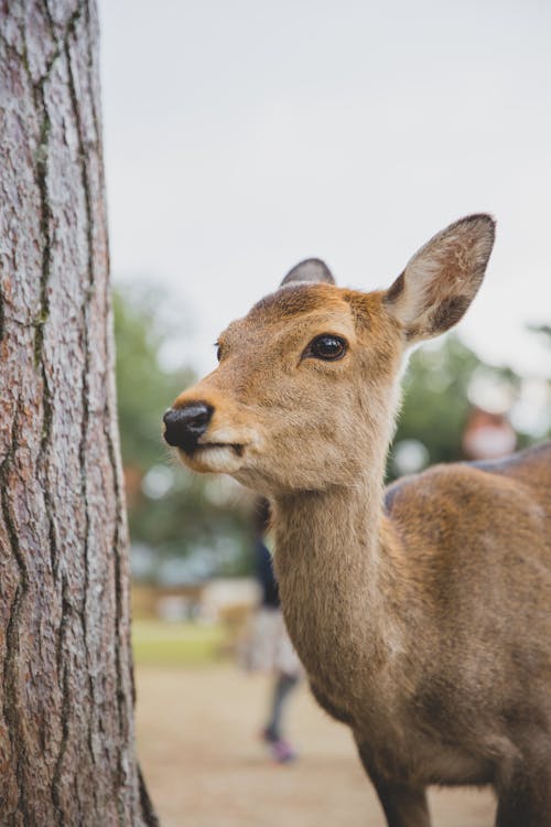 Imagine de stoc gratuită din adorabil, amuzant, animal