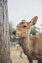 Cute roe deer standing in green natural reservation park