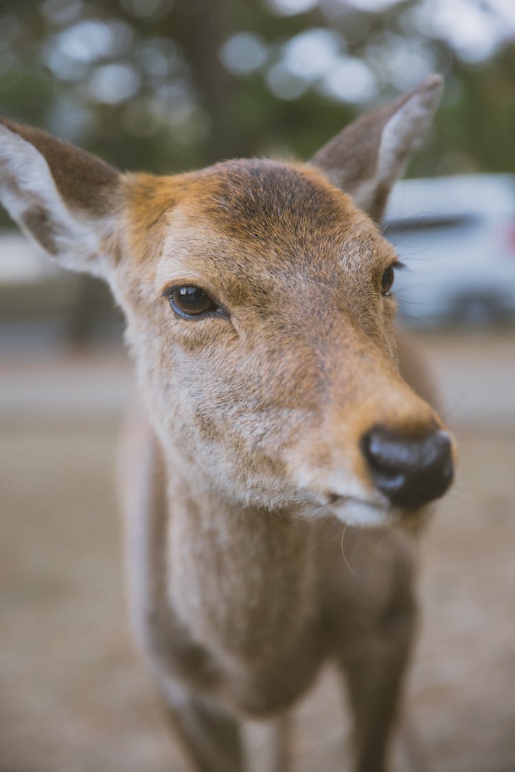 Funny Roe Deer Pasturing In Sanctuary