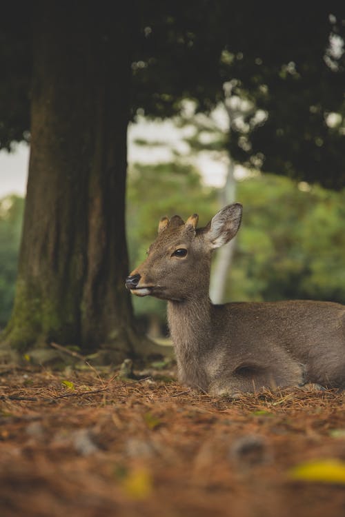 Adorable young roe deer lying on grass near lush tree in natural habitat on summer day