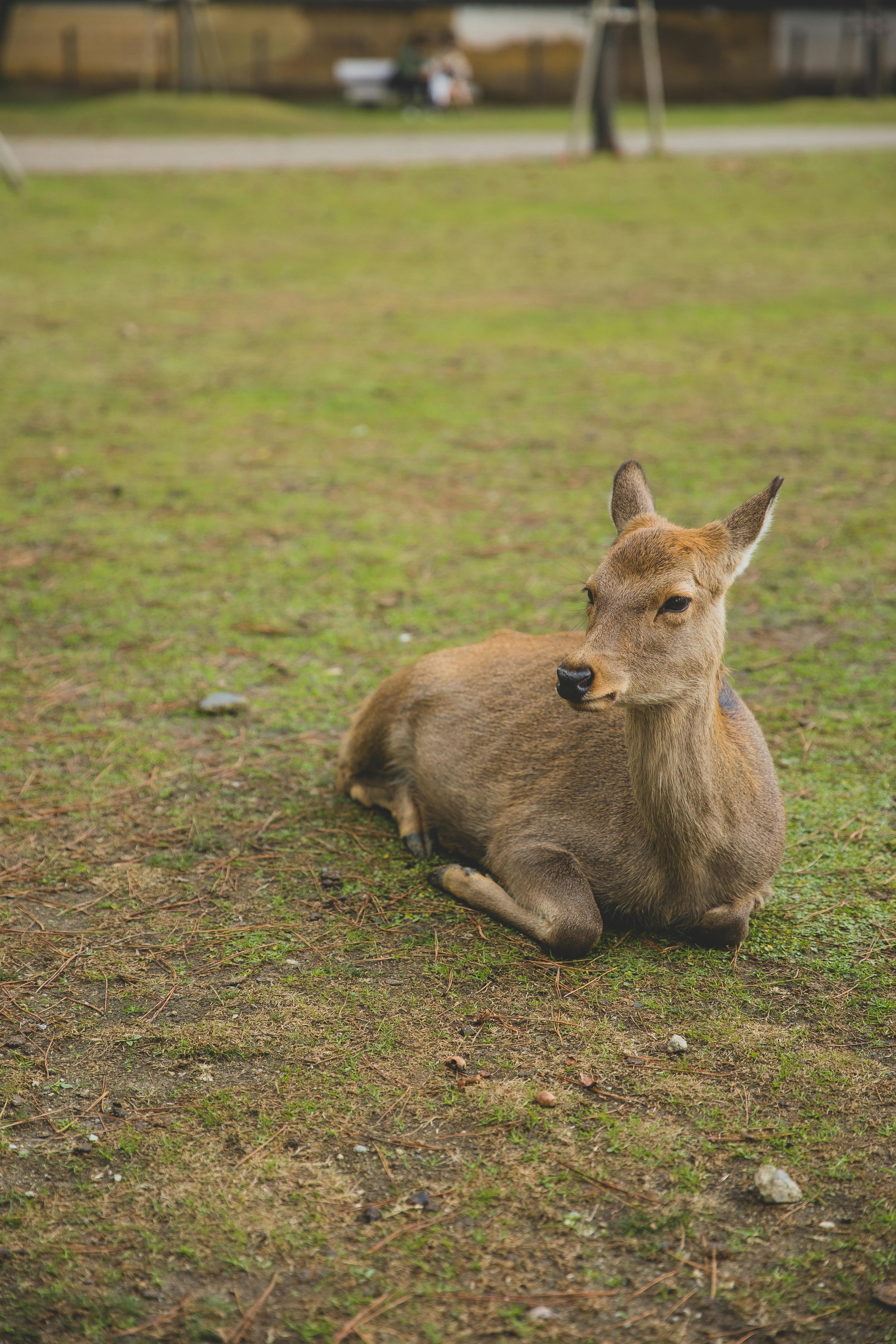 De franc Foto d'estoc gratuïta de a l'aire lliure, adorable, animal Foto d'estoc