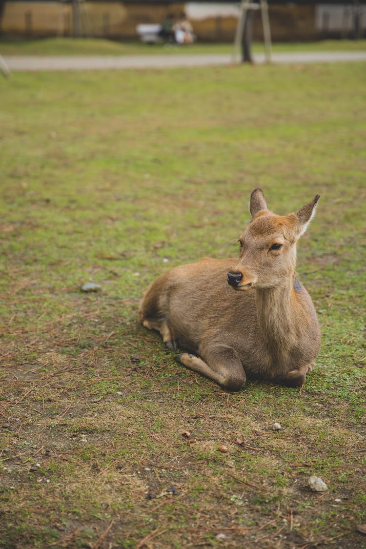 Adorable Roe Deer Lying On Grass In Sanctuary