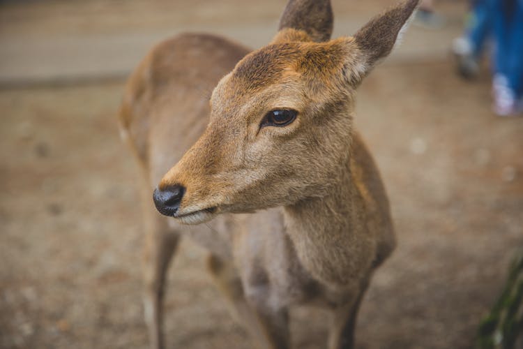 Adorable Roe Deer Standing Near Camera In Zoo