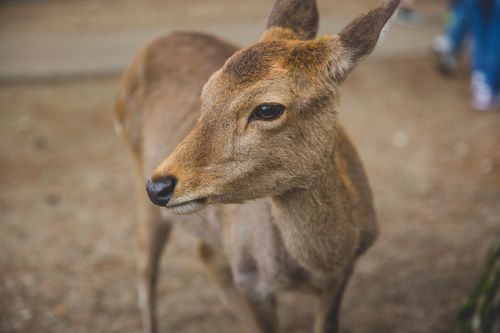 Free Calm young roe deer standing on dry grass near camera and looking away in natural sanctuary Stock Photo