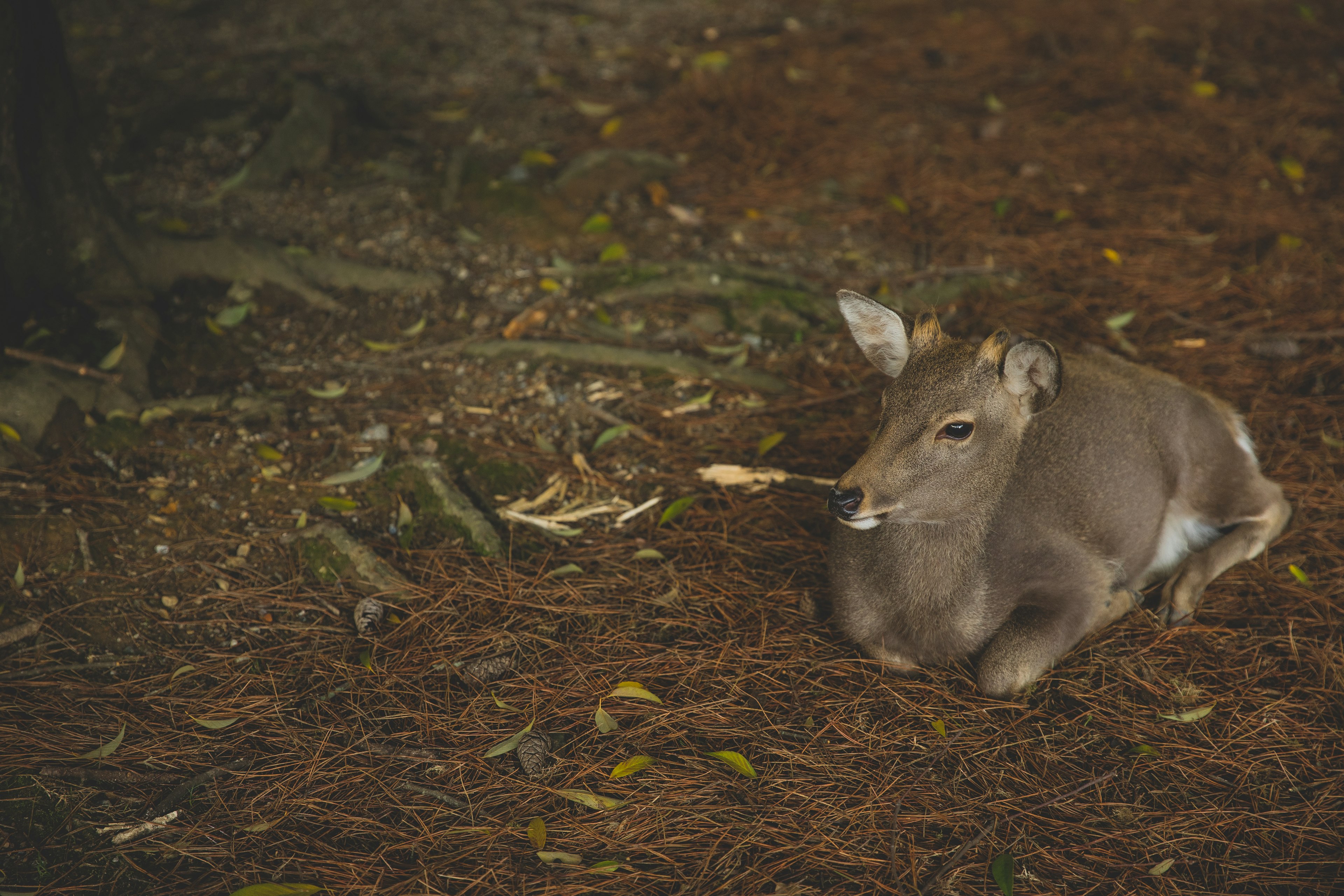 【2026年1月更新】生命保険 受取人の正解|ペアローン持分設計(個別相談可)