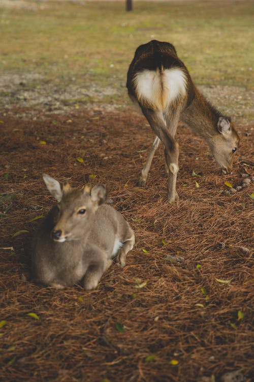 Cerf Brun Et Blanc Sur Champ D'herbe Brune