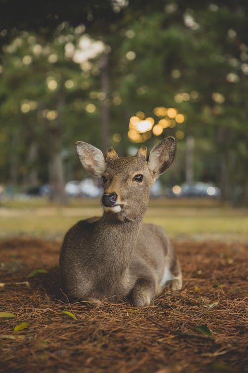 Adorable fluffy sika deer sitting on ground in park with blurred foliage on trees