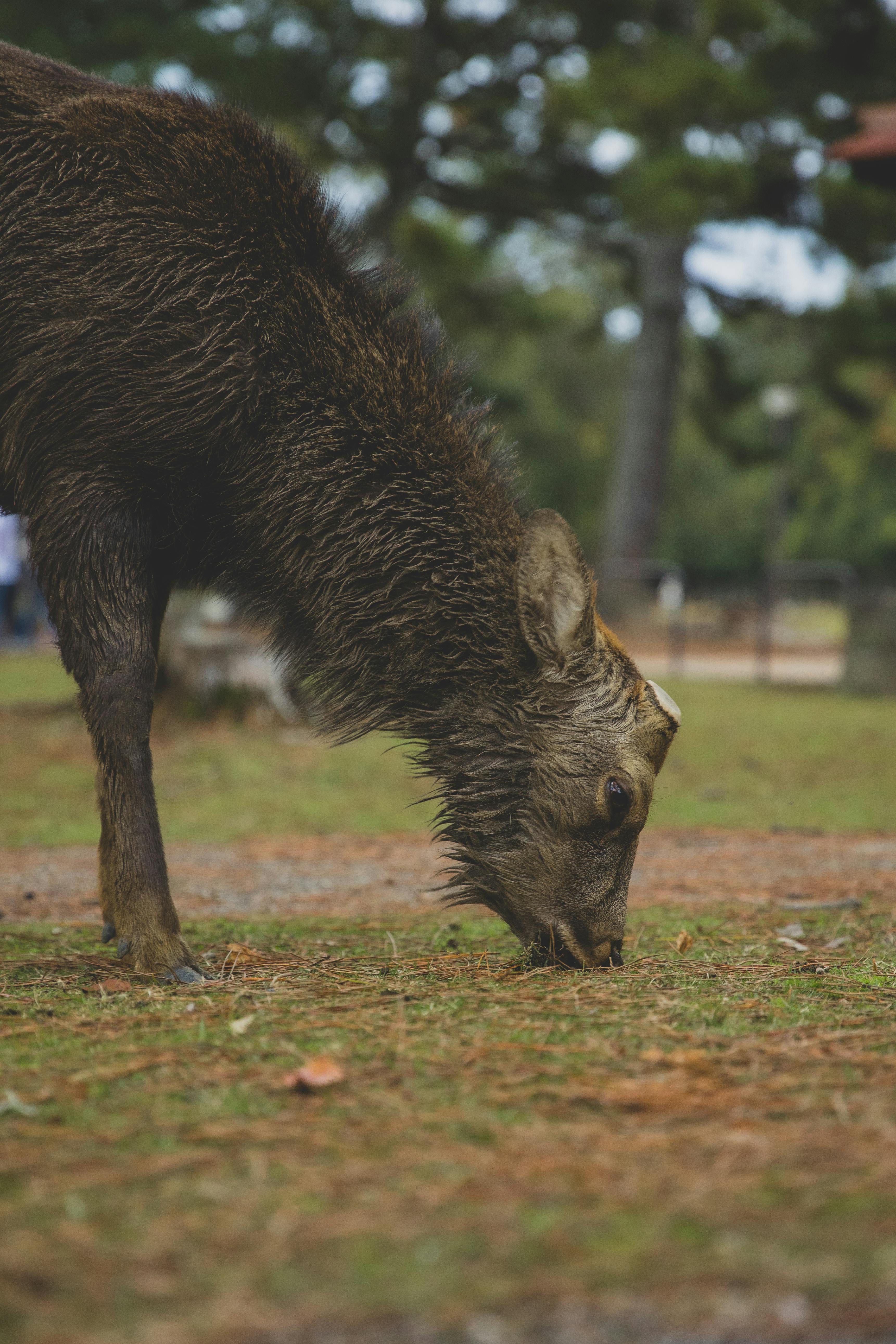 Side view of fluffy Japanese deer eating grass while grazing in park with green trees