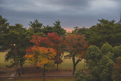Autumn trees growing in park under cloudy sky