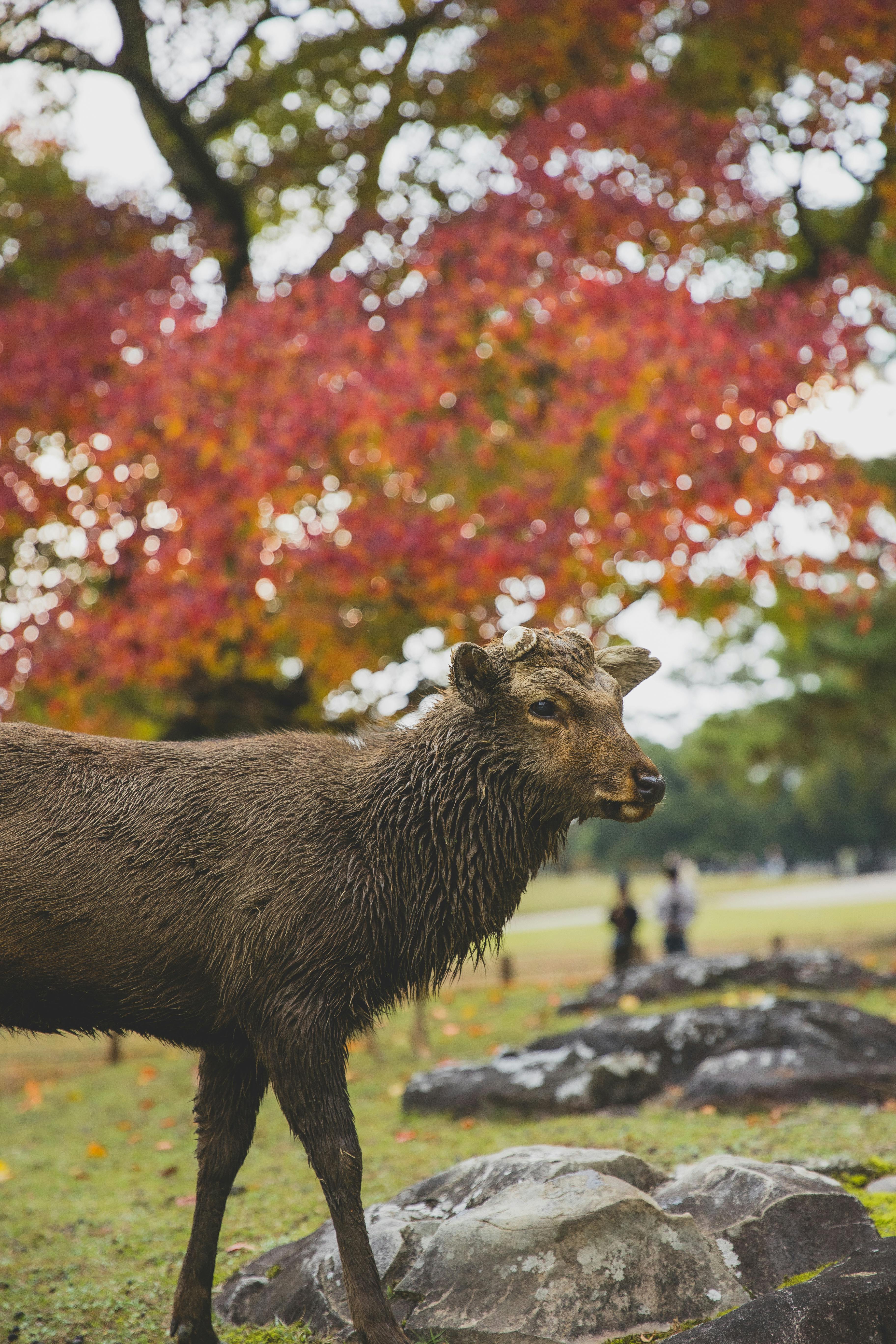 Wet sika deer standing against autumn trees · Free Stock Photo