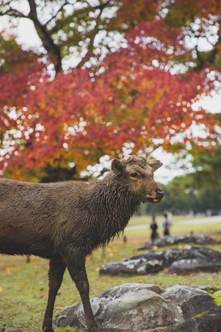 Wet Sika Deer Standing Against Autumn Trees