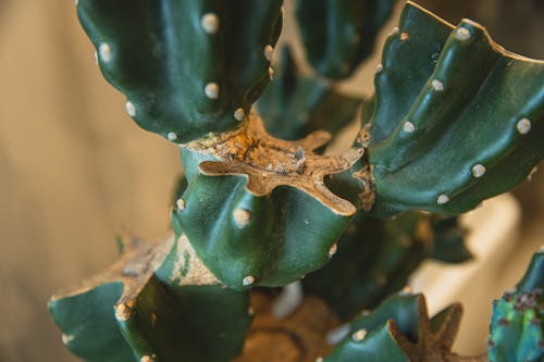 High angle closeup of Cereus repandus cactus with cut stems native to arid regions
