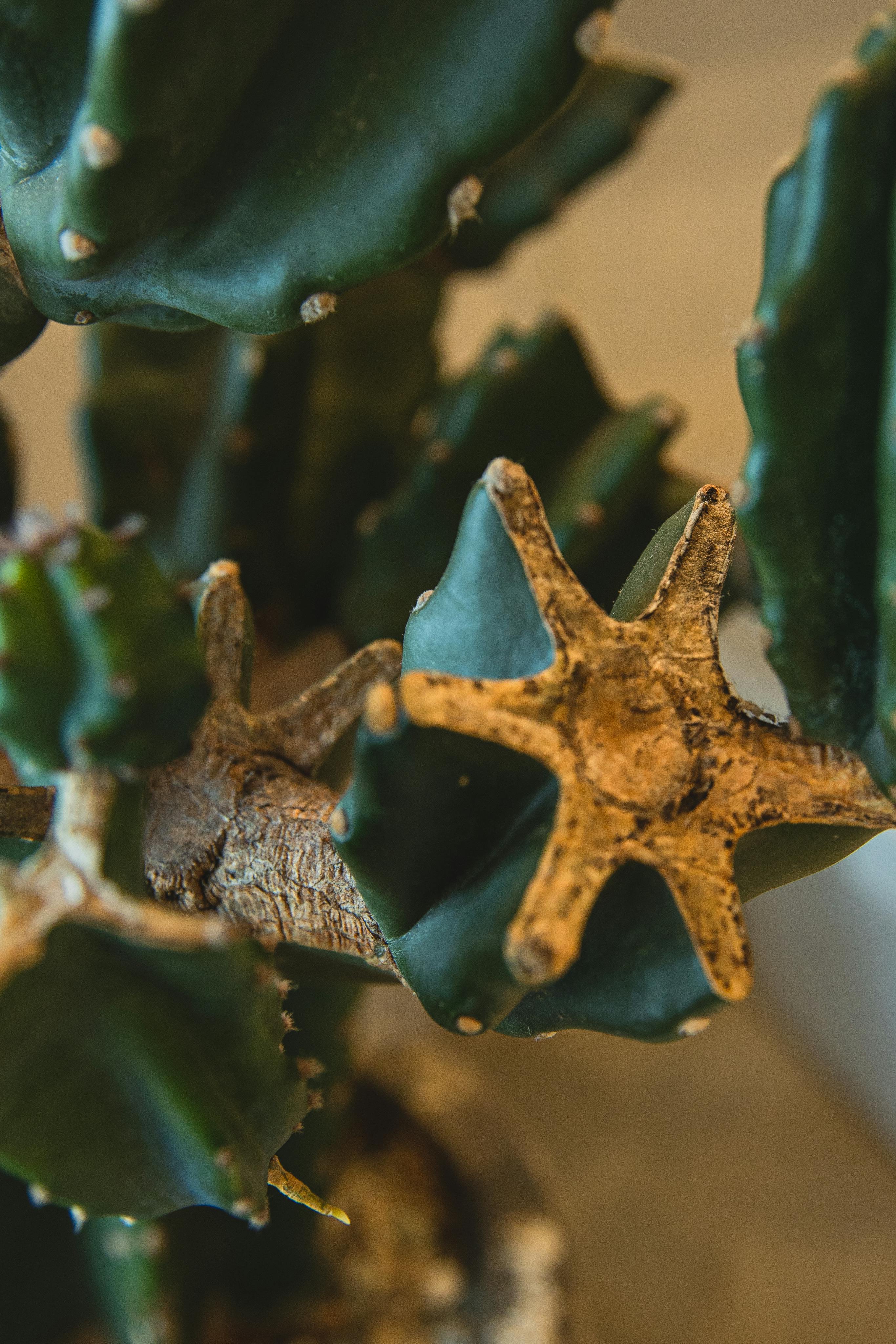 decorative cactus cereus peruvianus in pot