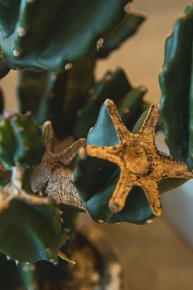 Decorative Cactus Cereus Peruvianus In Pot