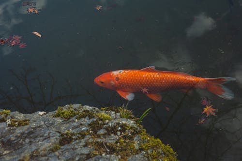 Orange Koi Fish Underwater 