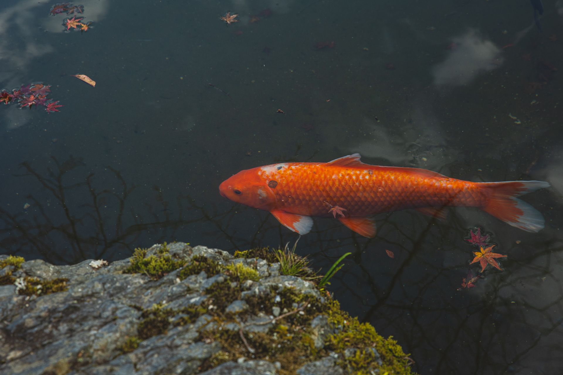 Orange Koi Fish Underwater