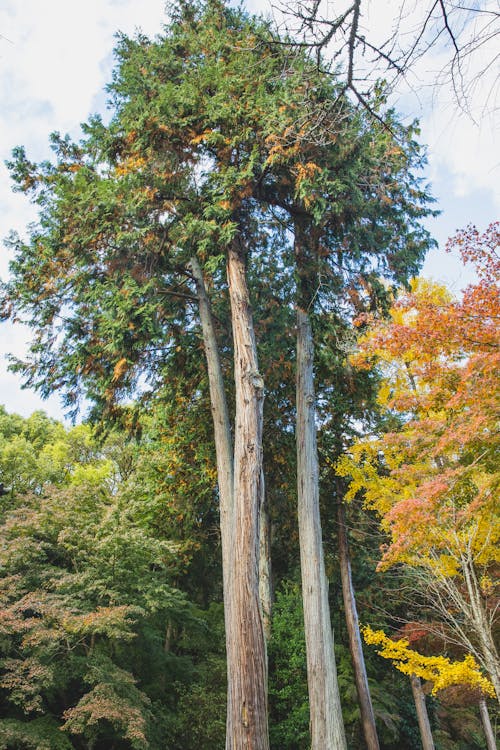 From below of tall green deciduous trees growing in dense woods under cloudy blue sky