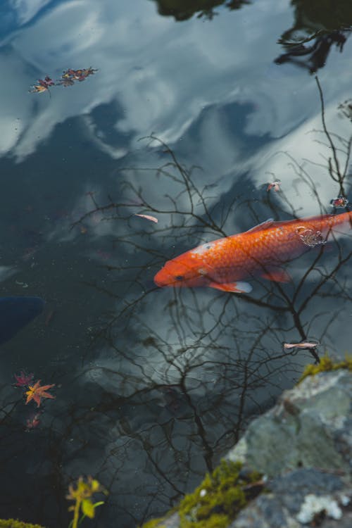 Koi Fische Im Wasser Untergetaucht