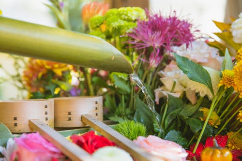 Watering bright colorful blossoming flowers with green leaves and thin stems in floral shop