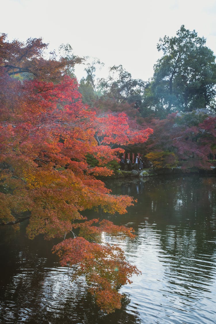 Calm River Flowing Among Autumn Trees In Park