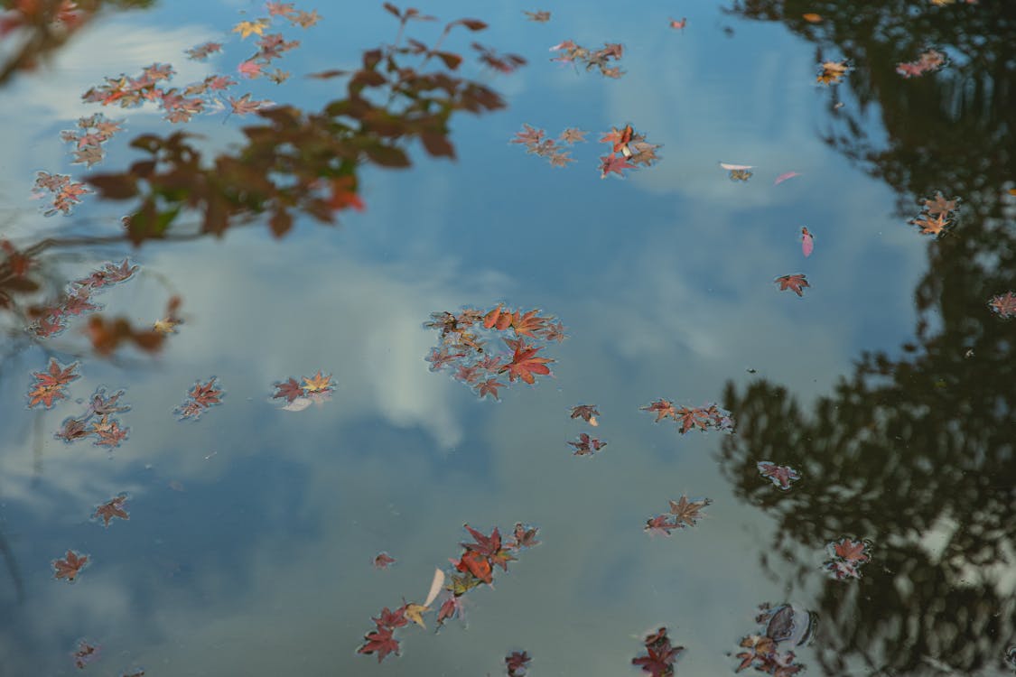 Free From above blue sky with clouds and green trees reflecting in calm pond water with small floating flowers Stock Photo