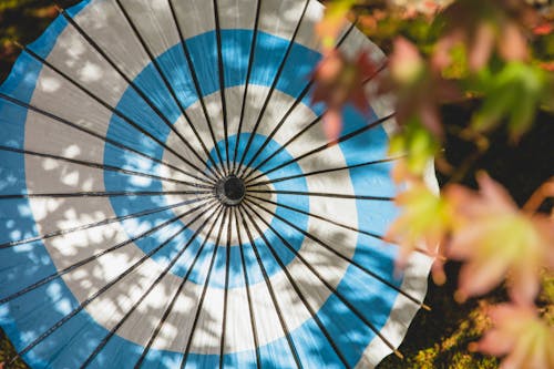 Blauwe En Witte Paraplu In De Buurt Van Gele Bloemen