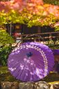 Bamboo and lilac oiled paper Japanese handmade umbrellas in garden with bright trees