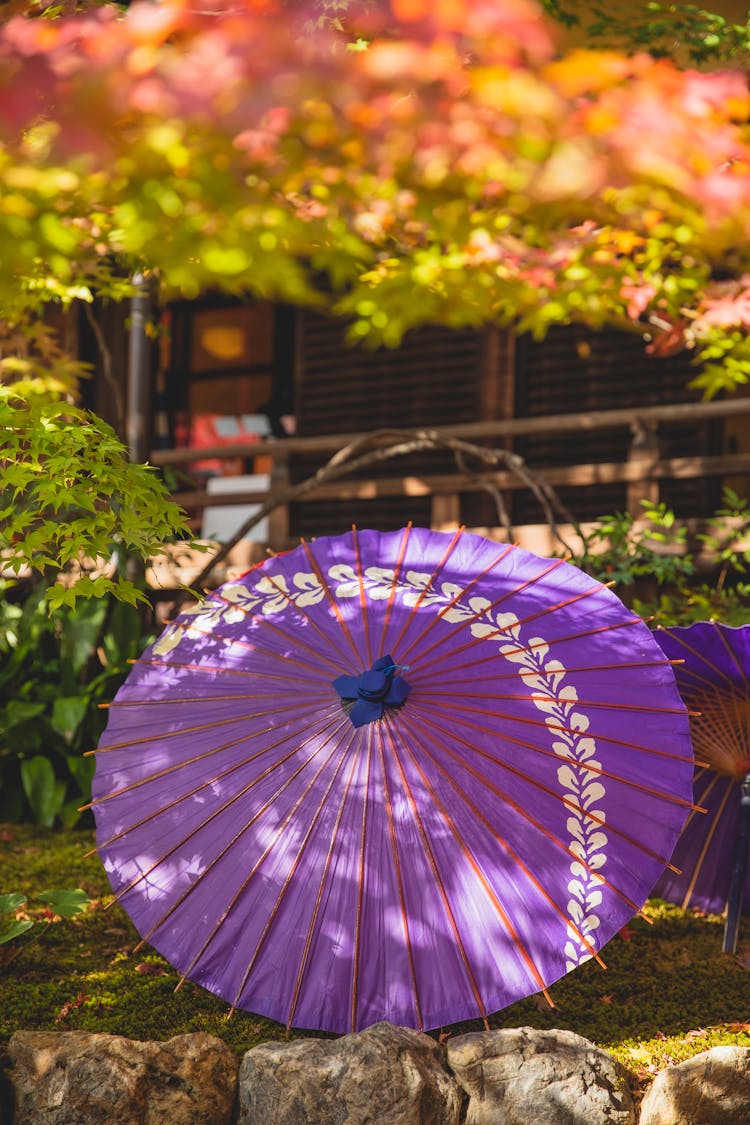 Asian Female Umbrellas In Garden