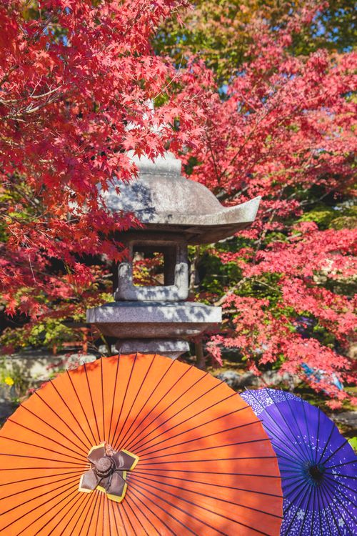 Free Japanese lantern and colourful paper umbrellas in traditional garden with bright maples in sunny day Stock Photo