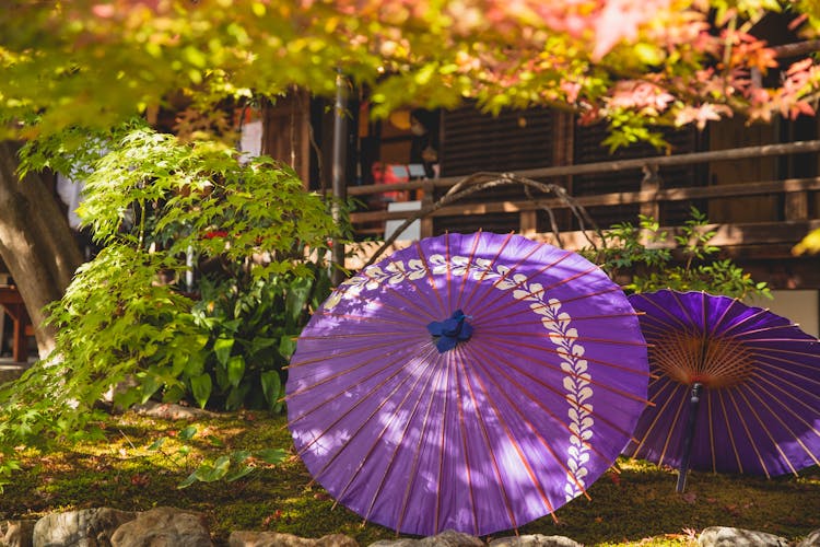 Lilac Umbrella In Garden Near House