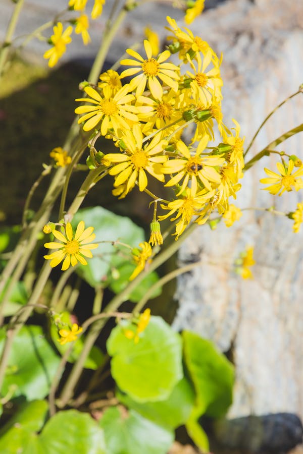 Traditionalese metalwork accessories