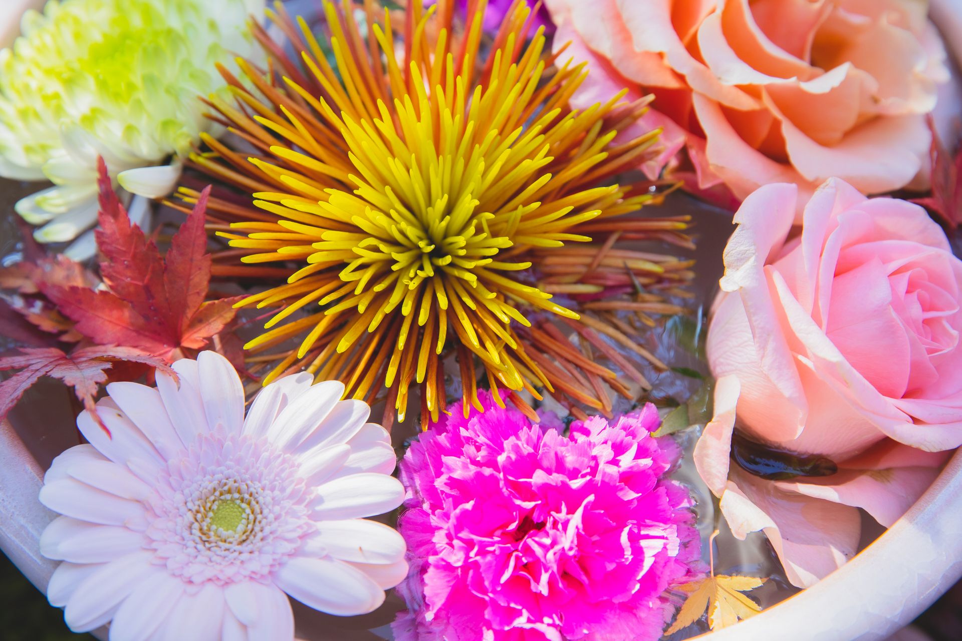 From above of ceramic big pot with blooming pink roses with orange and yellow chrysanthemums near pink gerbera and peony flowers with red leafs in water in sunny day