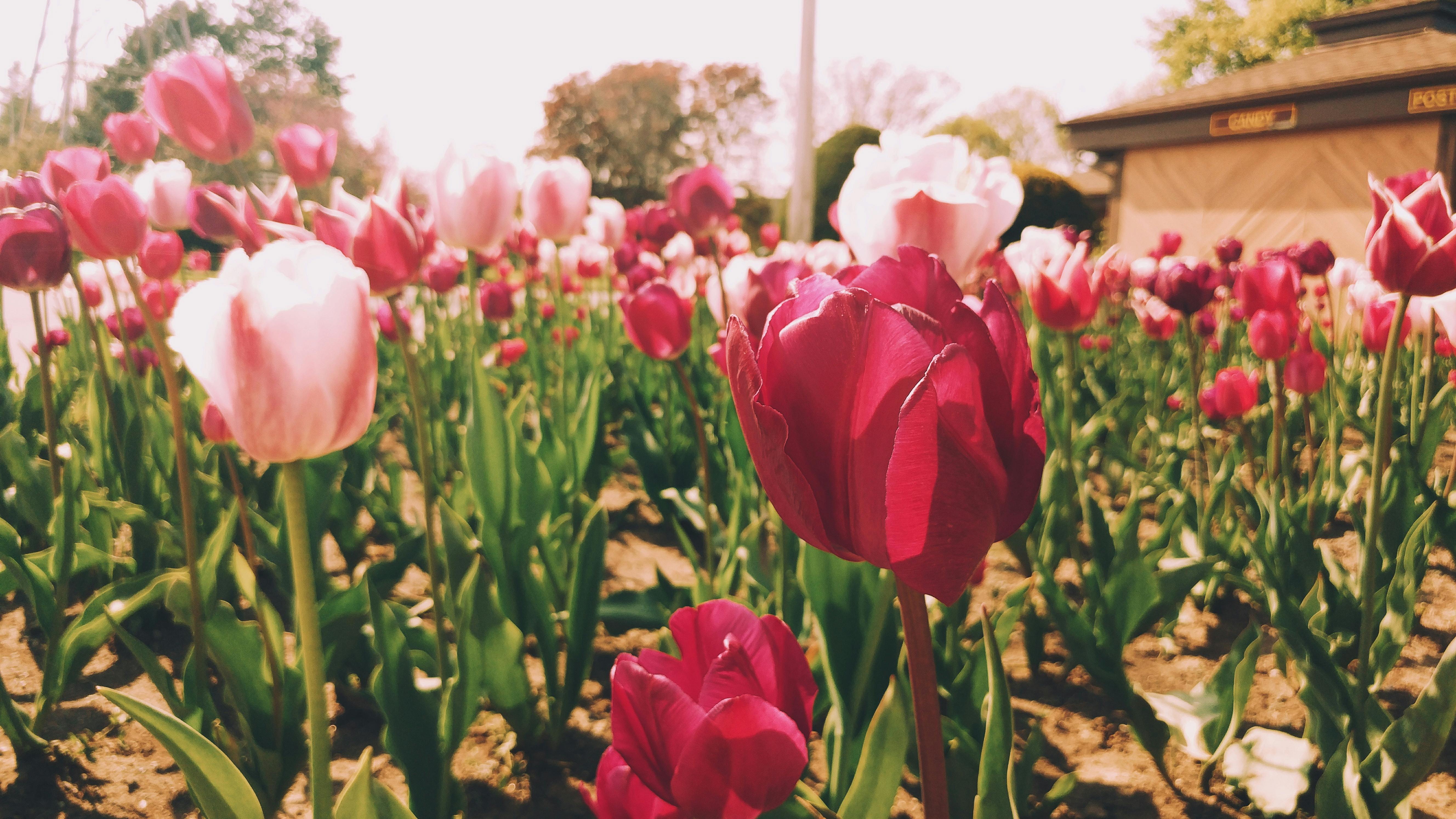 Free stock photo of bloom, blooming, flowers