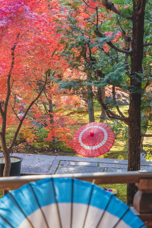 Traditional pink and blue oriental umbrellas placed on stone surface near woods with red and green leaves and on terrace with wooden fence in sunny autumn day