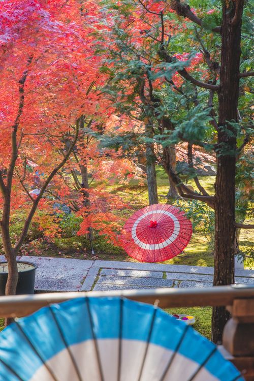 Free Traditional pink and blue oriental umbrellas placed on stone surface near woods with red and green leaves and on terrace with wooden fence in sunny autumn day Stock Photo