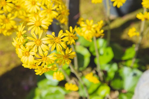 High angle of blossoming yellow wildflowers growing in green field near plants and grass in sunny summer day