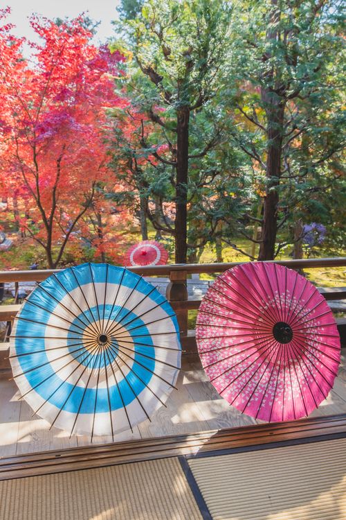 Free Pink and blue oriental umbrellas placed on terrace with wooden fence and near trees with green and red leaves in sunny day in fall Stock Photo