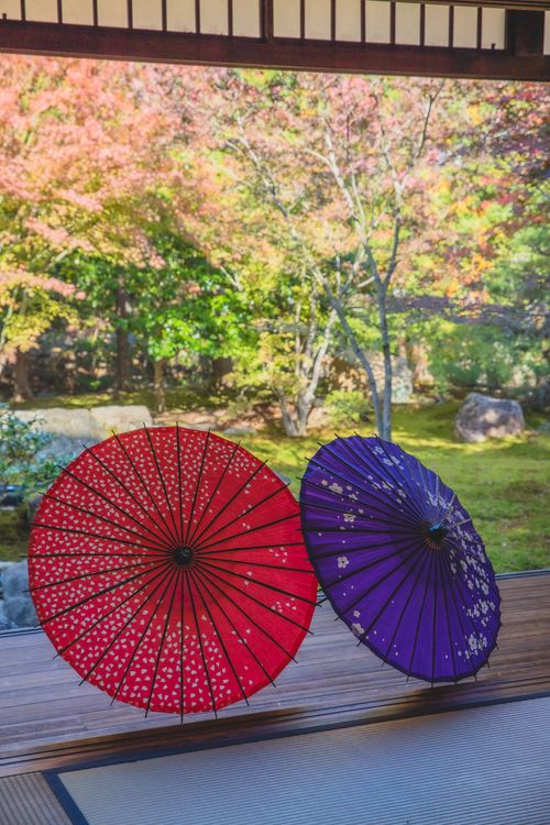 Free Paper oriental umbrellas with red and blue color placed on floor in room without windows near meadow with trees with green and red leaves in sunny day in fall Stock Photo
