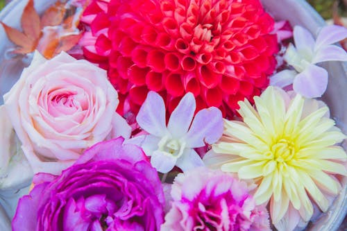 From above of big pot with blossoming red and yellow dahlias with purple peonies and orchid near pink rose flowers in water with red leafs in daylight