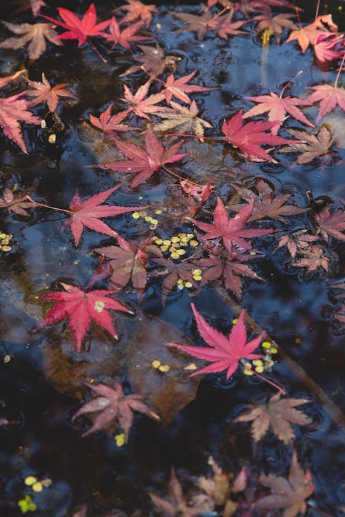 High angle of various red and orange foliage on water in rainy day on road in fall on street