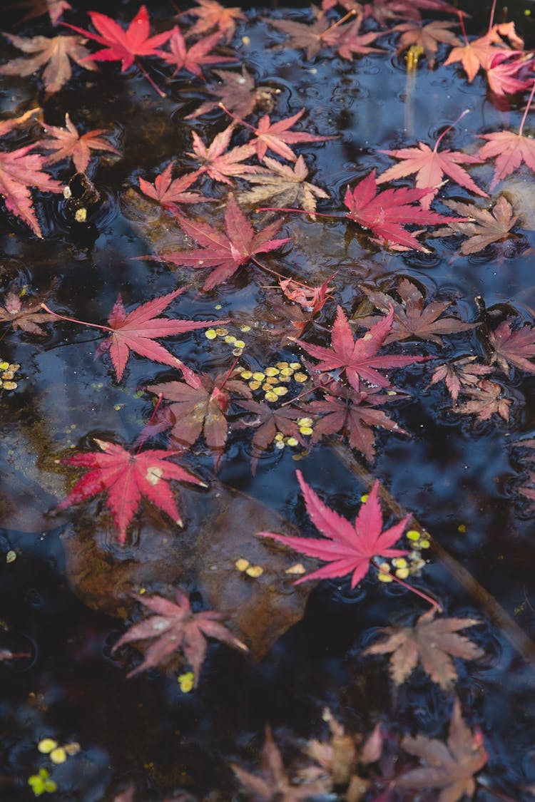 Autumn Leaves In Puddle In Street