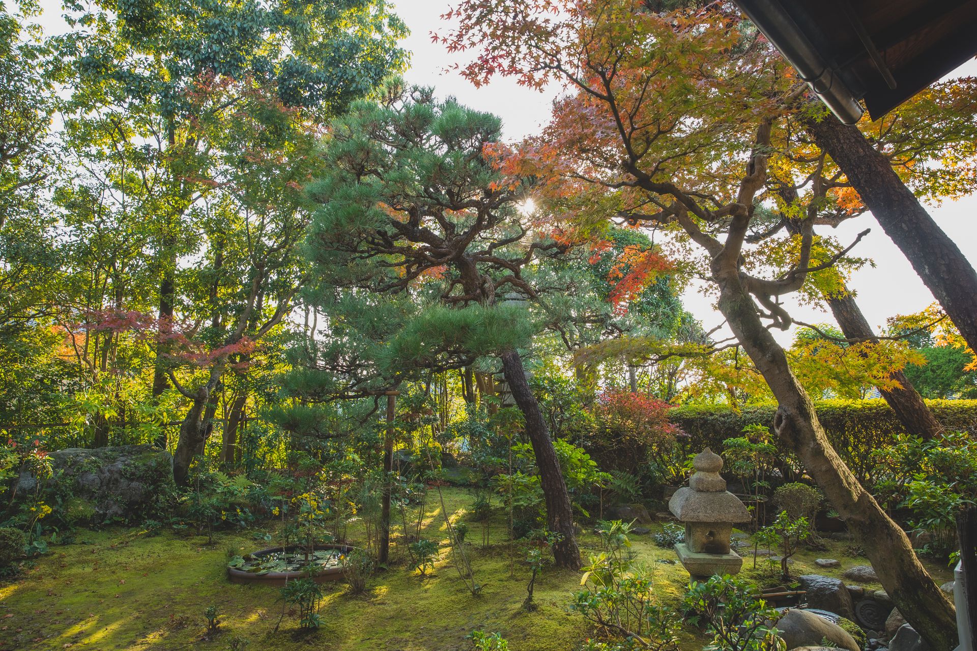 Tall trees growing in garden