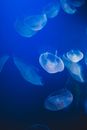 Jellyfish swimming in blue sea