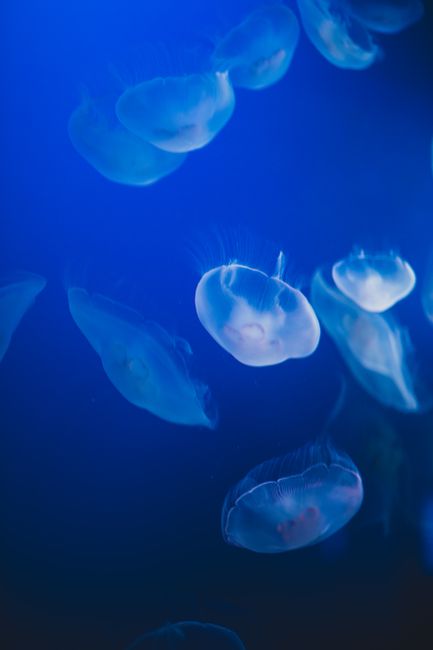 Flock of umbrella shaped wild transparent glowing jellyfish with stinging tentacles swimming in deep blue water of ocean in tropical country
