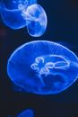Bright large sized jellies with colorful domed umbrella and wavy tentacles swimming in aqua